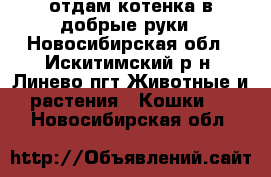 отдам котенка в добрые руки - Новосибирская обл., Искитимский р-н, Линево пгт Животные и растения » Кошки   . Новосибирская обл.